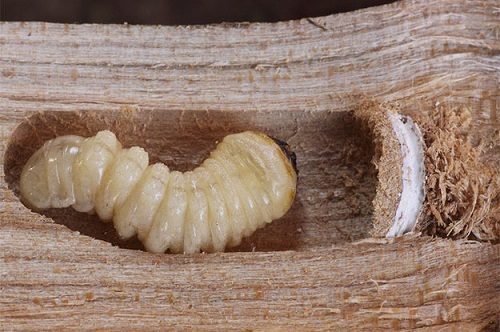 solucion-termitas-carcoma