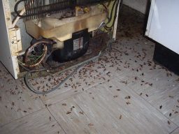 cucaracha-plagas-cocina