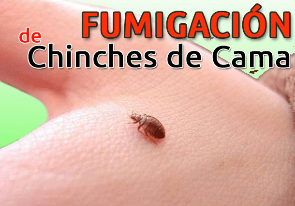 fumigaciones-chinches-barcelona