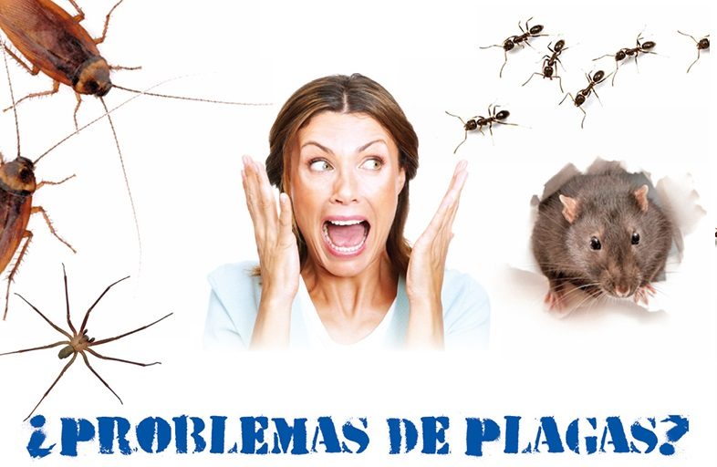 problemas-plagas-barcelona